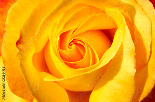 Background yellow rose illuminated by the sun