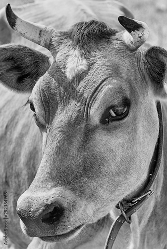 Black and white cow head full face