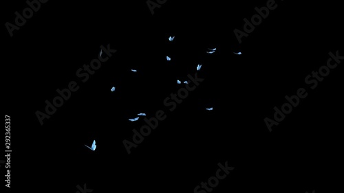 Swarm of Blue Adonis butterflies flying in loop for intro, transition, revealer, logo, title, overlay and background. Realistic cinematic UHD 4K 3D animation with alpha channel transparency.  photo