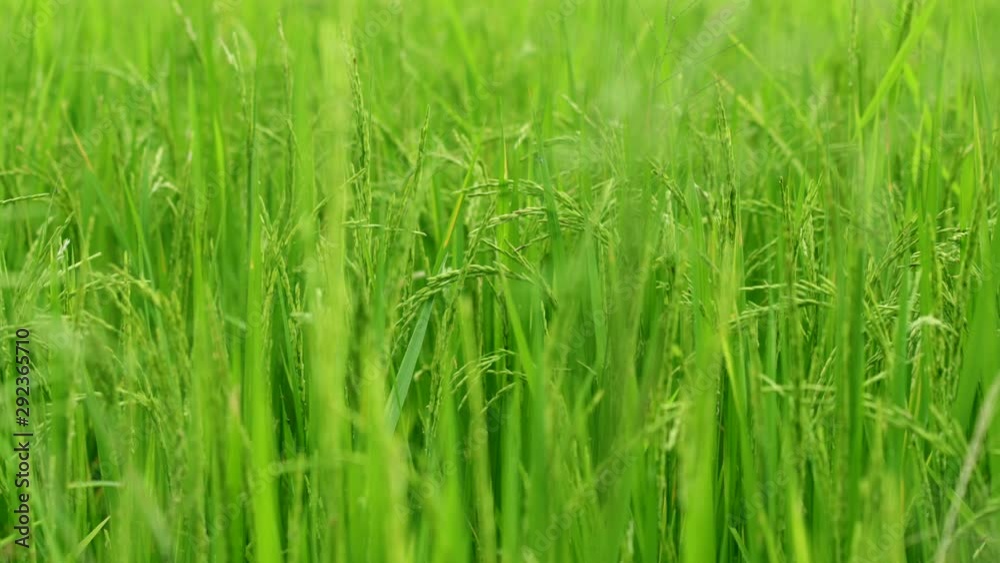 Green Rice Swinging on Wind In Paddy Field Green Rice Swinging on Wind In Paddy Field