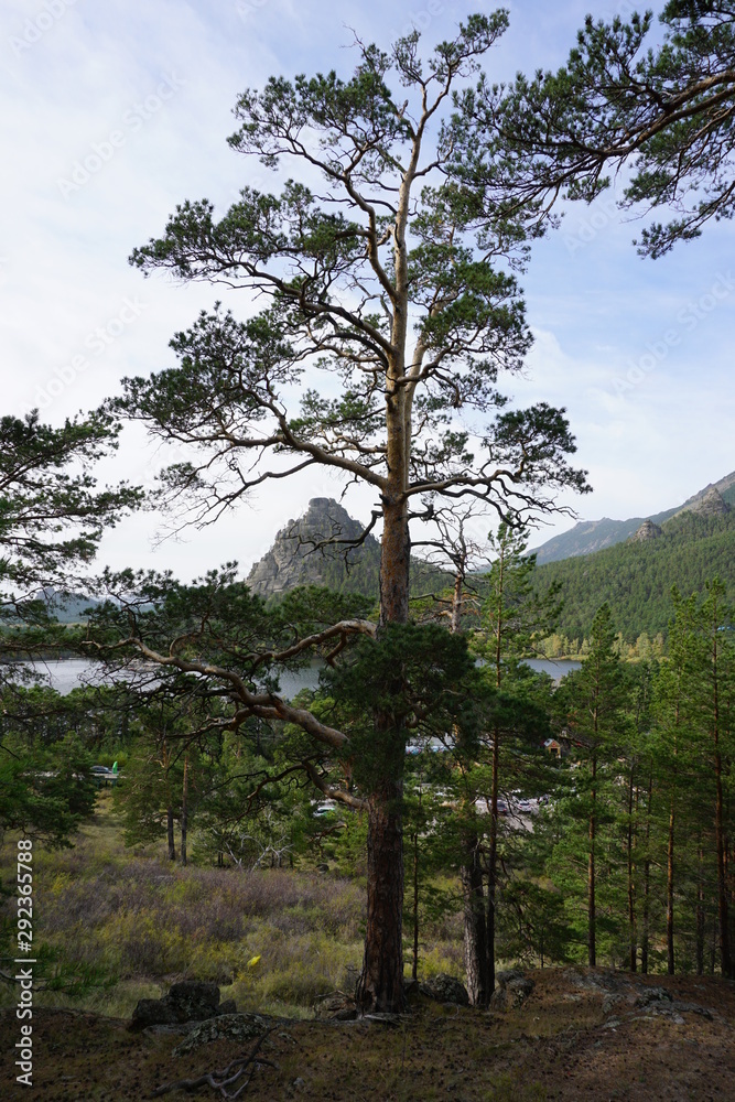 Obraz premium tree in forest