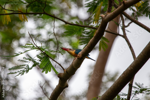 storked billed kingfisher © Richard Goh