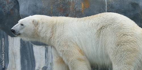 Arctic Polar Bear Panorama - Rock Backdrop