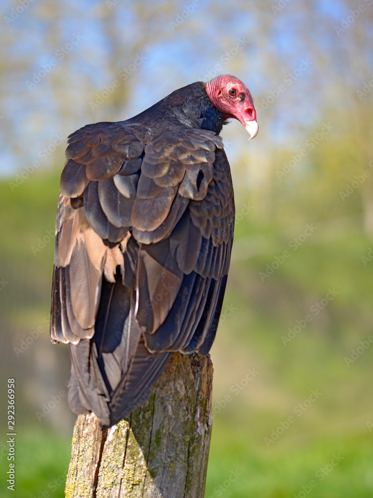 Closeup Turkey vulture (Cathartes aura) perched on trunk seen from behind Closeup Turkey vulture (Cathartes aura) perched on trunk seen from behind