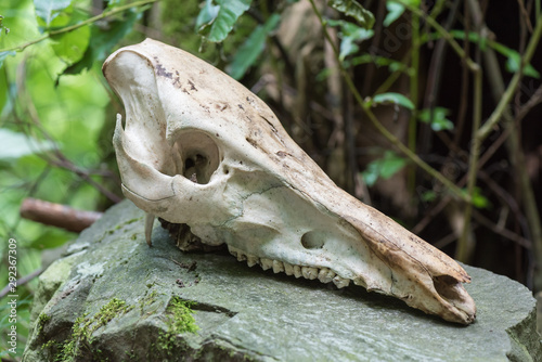 Wild boar skull © FPWing