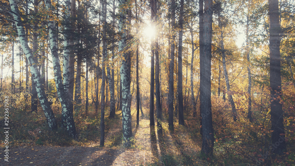 Fototapeta premium Autumn Forest with sunlight. Beautiful fall background
