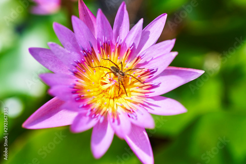 沖縄の熱帯スイレンの花に住み着いた蜘蛛