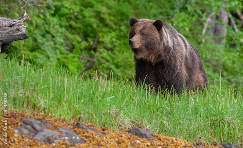 Grizzly Bear in British Columbia Great Bear Rainforest