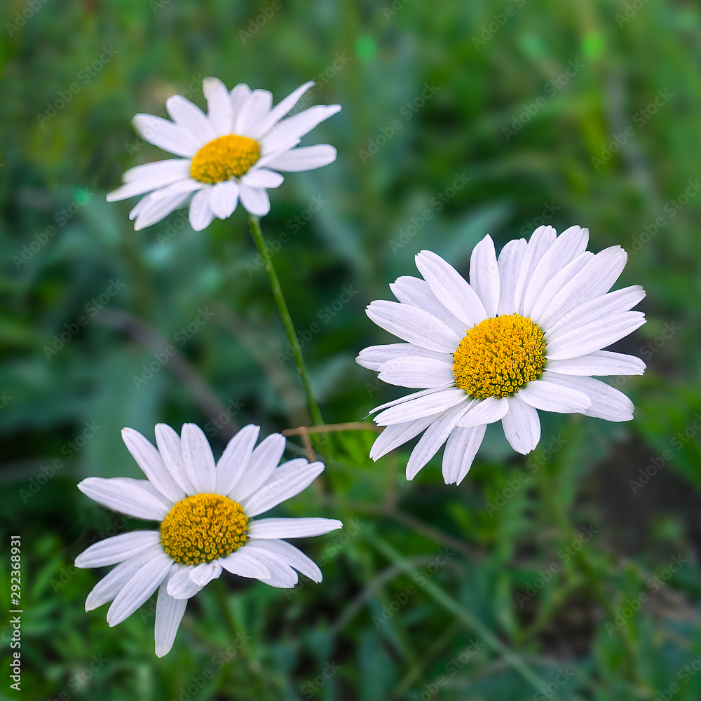Fototapeta premium daisies in green grass