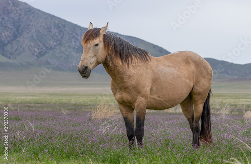 Wild Horse in Spring in the Utah Desert