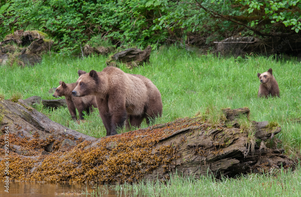 Obraz premium Grizzly Bear in British Columbia Great Bear Rainforest