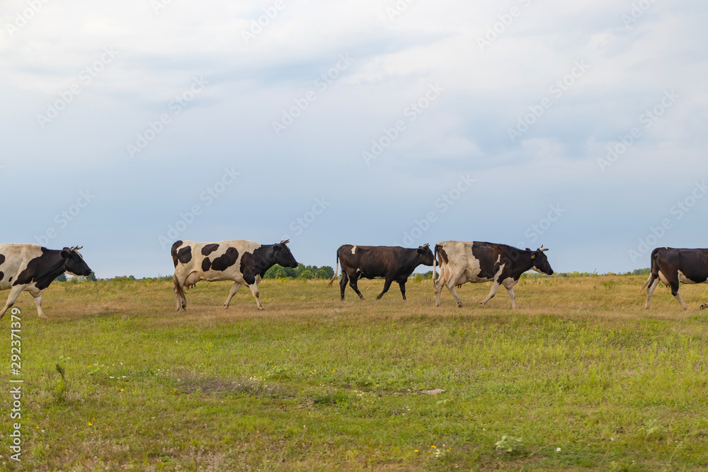 A herd of cows returns in the evening to the farm, across the field