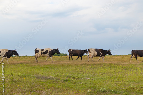Fototapeta Naklejka Na Ścianę i Meble -  A herd of cows returns in the evening to the farm, across the field