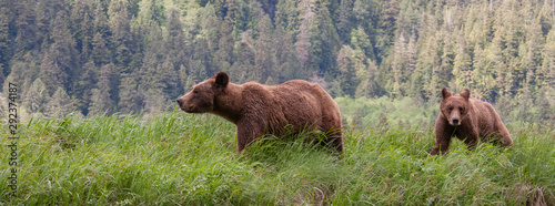 Grizzly Bear in British Columbia Great Bear Rainforest photo