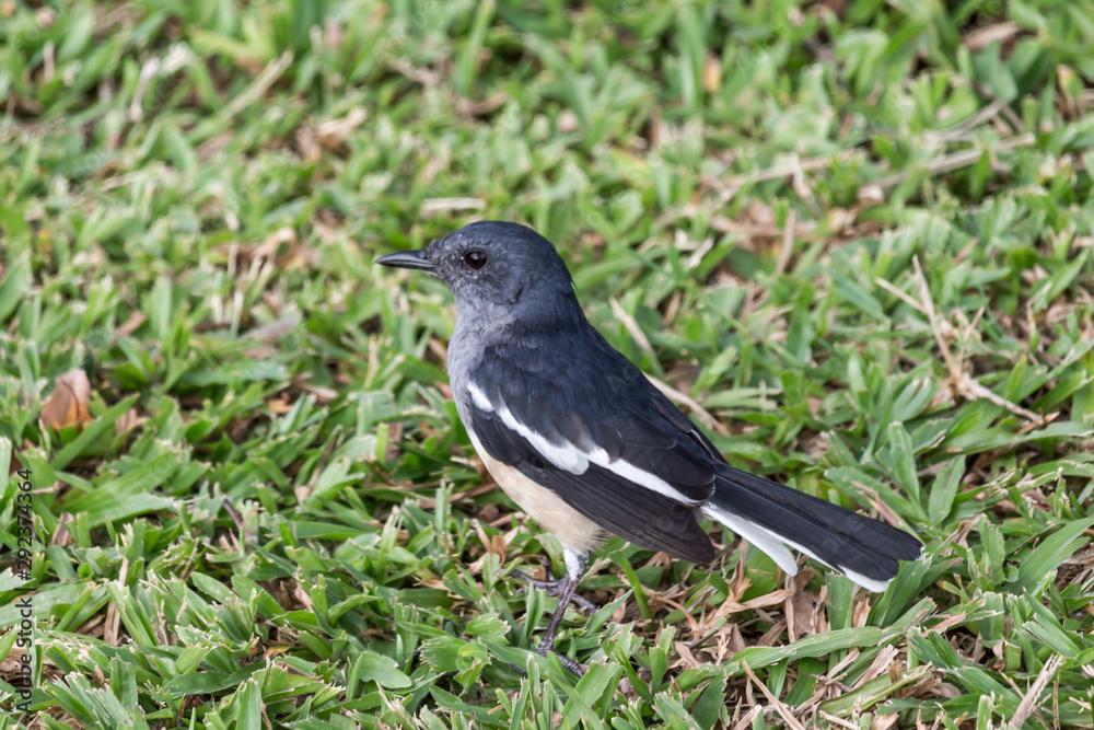 Cute little bird, Close up on bird. Cute little bird, Close up on bird.