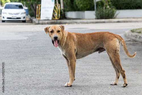 Vagrant dog on the street.