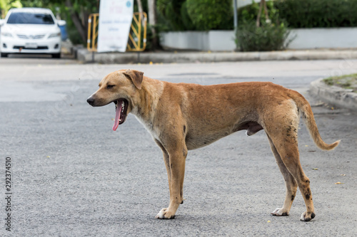 Vagrant dog on the street.