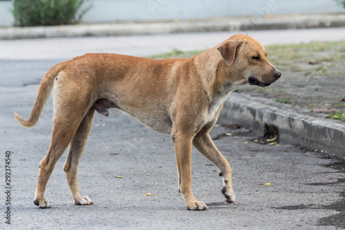 Vagrant dog on the street. © Napob