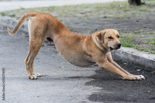 Vagrant dog on the street.