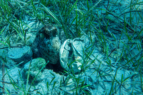 Octopus hiding near a metallic can. Trash and ecology concept. In Greece, hydra island