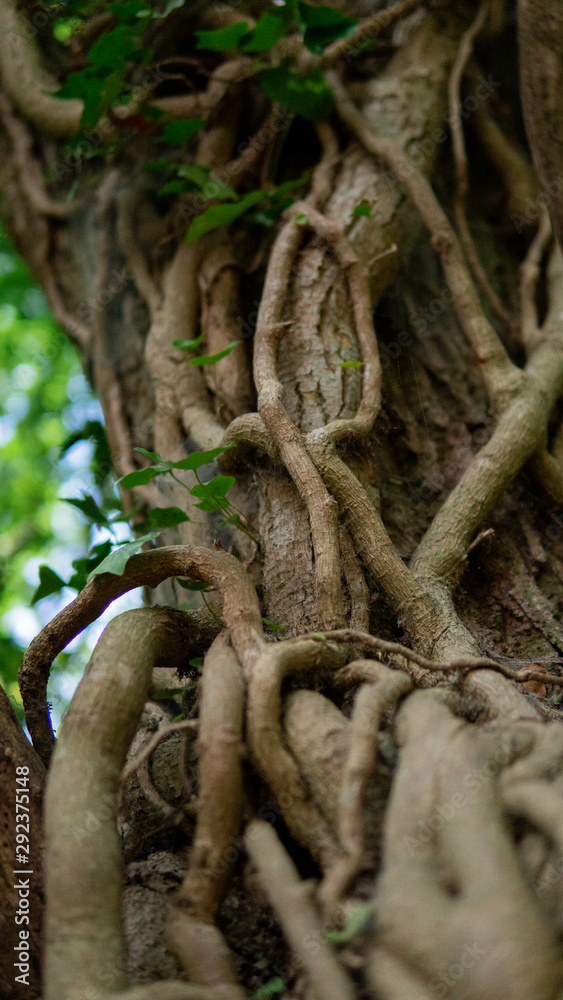 Close-up photo of a tree with twisted branches and vines. Summertime in Stenshuvud, Österlen, Sweden