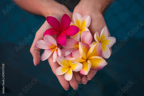 plumeria in the hands of the girl photo