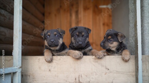 Funny puppies of a German shepherd. Puppies run on a whistle. Puppies are shown at the same time.