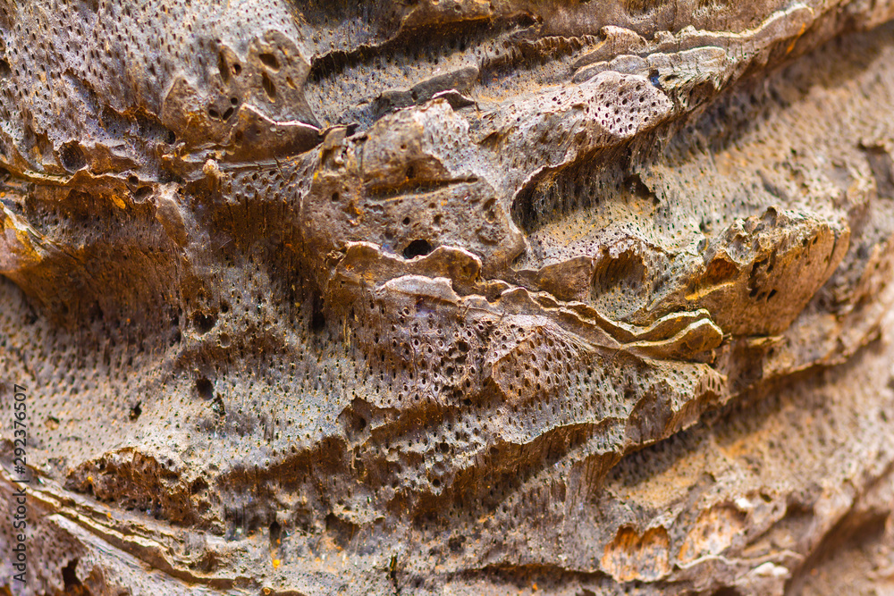 Outdoor perennial bark Outdoor perennial bark