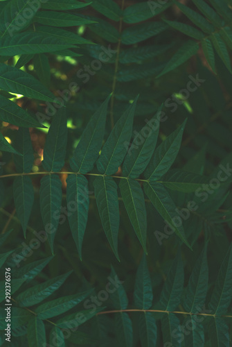 Texture of foliage. Natural background.