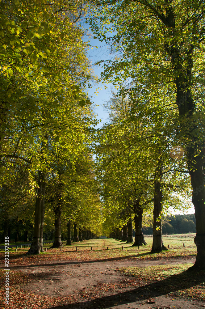 Naklejka premium Tree Lined Avenue in Yorkshire