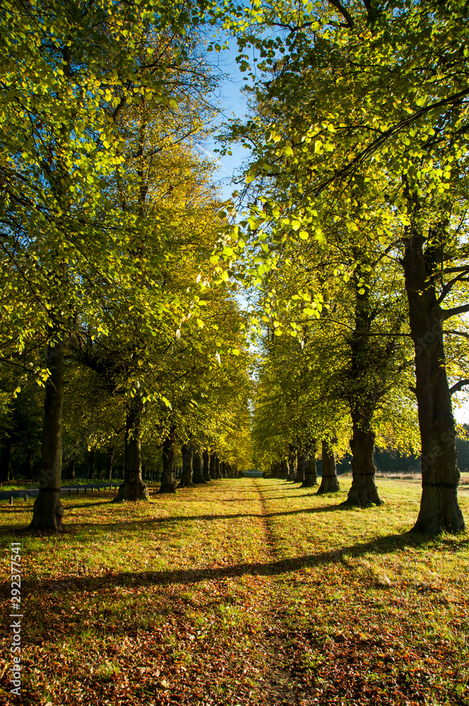 Tree Lined Avenue in Yorkshire