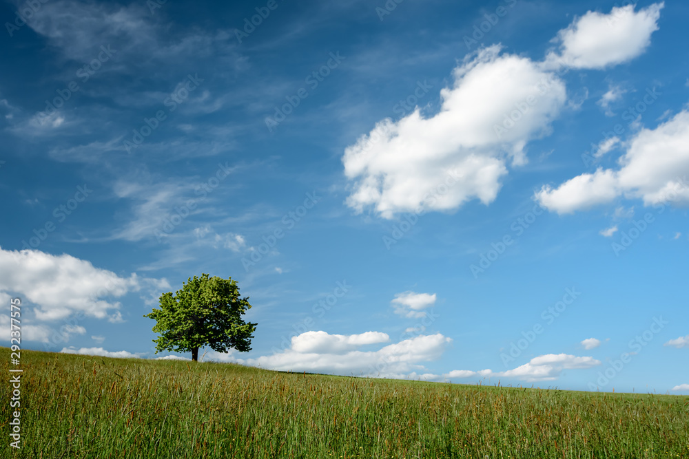 Fototapeta premium A tree on a meadow