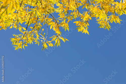 Colorful Golden Yellow Autumn Leaves Frame Clear Blue Sky Background, Copy Space. Real Tree Branches, Bright Sunny Day. Fall Beauty Seasonal Natural Banner, Backdrop.