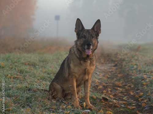 Portrait of a German shepherd on a background of foggy morning in the countryside. © Elena