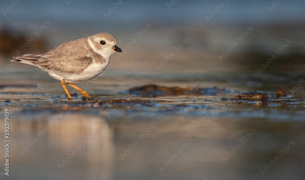Piping Plover on New England Beach Piping Plover on New England Beach