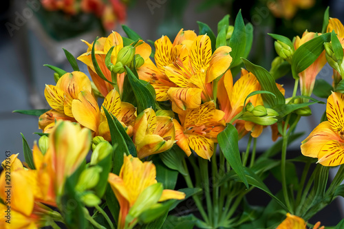 field lily flower