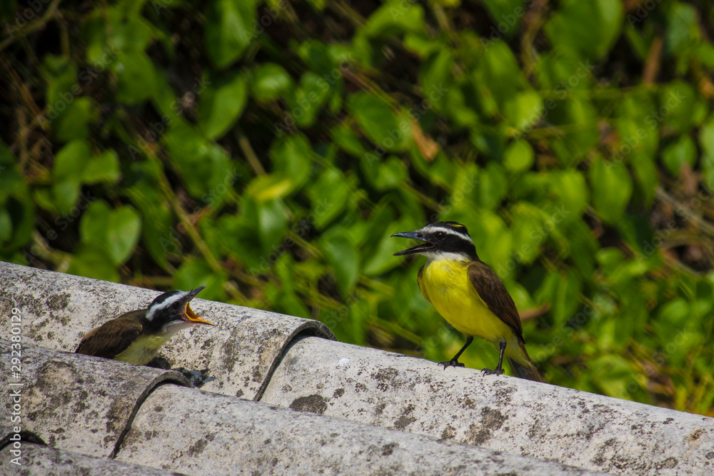 Fototapeta premium Great Kiskadee