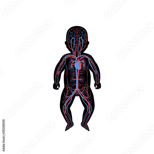 circulatory system anatomy