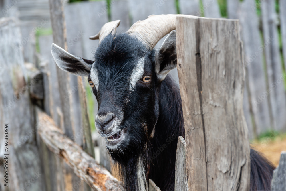 Portrait of a Young Goast in Barnyard Portrait of a Young Goast in Barnyard
