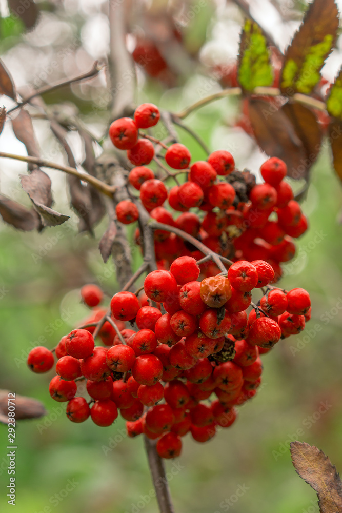 Autumn rowan tree with red berries and colorful leaves. Selective focus.  Red rowan berries on autumn tree.