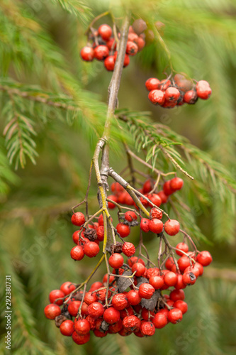 Autumn rowan tree with red berries and colorful leaves. Selective focus.  Red rowan berries on autumn tree.