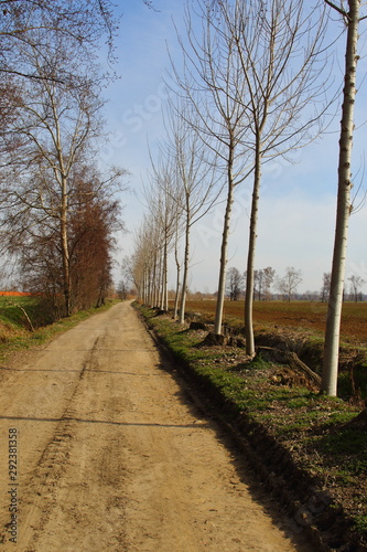 Road immersed in the winter countryside