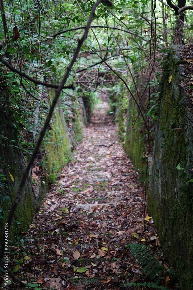 Fototapeta premium Zugewachsene Treppe in einem verlassenen Park