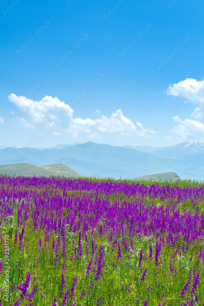 Purple meadow and mountain flowers. Blue cloudy sky. Landscape