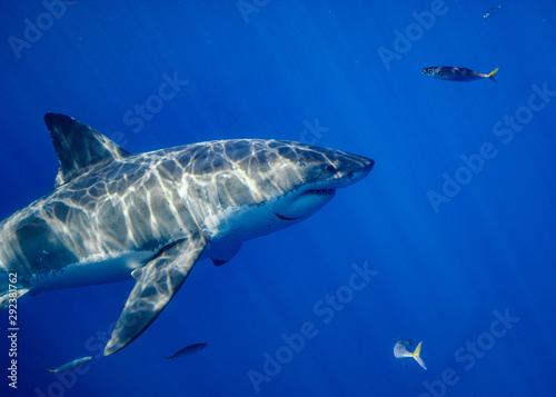 Great White Shark at Guadalupe Island  Baja California  Mexico.