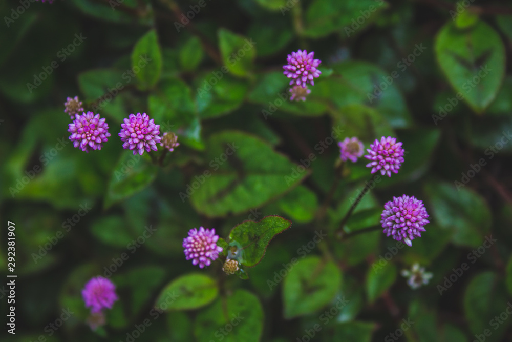 small pink flowers growing on forest ground on Sao Miguel Island, Azores, Portugal small pink flowers growing on forest ground on Sao Miguel Island, Azores, Portugal