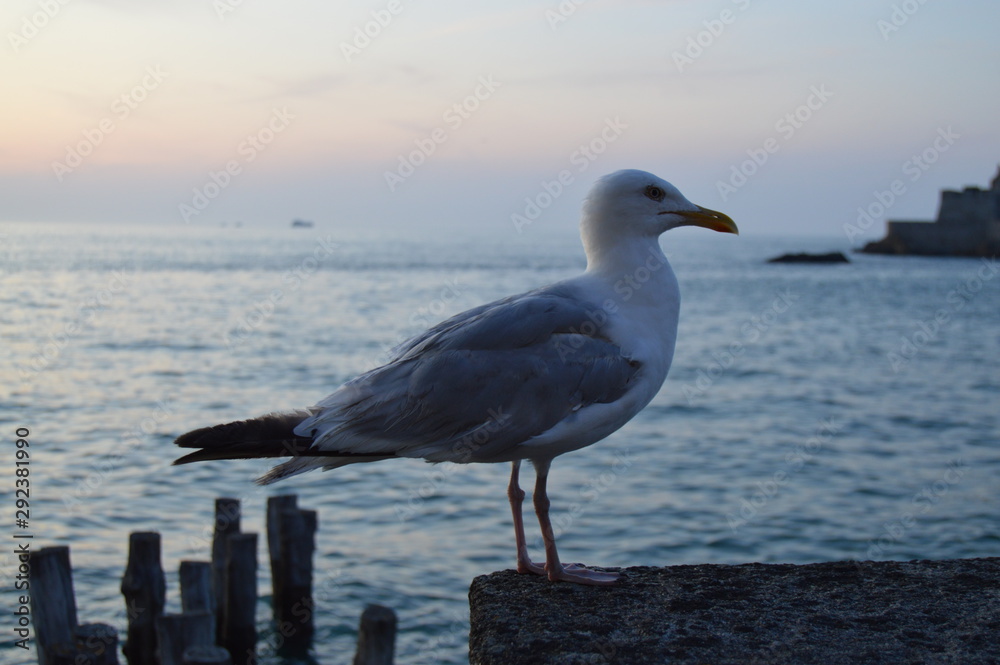 Mouette au bord de l'eau