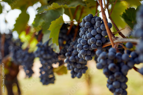 Canvas Print Bunch of blue grapes hanging on autumn vineyard