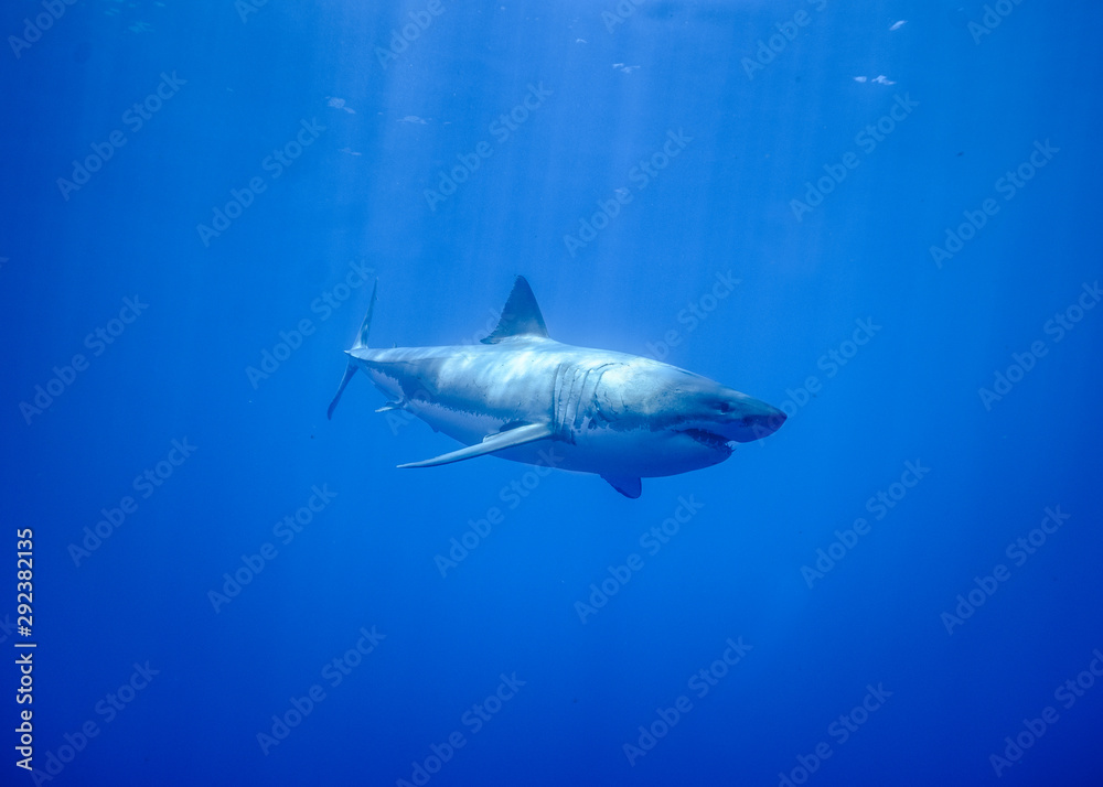 Great White Shark at Guadalupe Island, Baja California, Mexico. Great White Shark at Guadalupe Island, Baja California, Mexico.