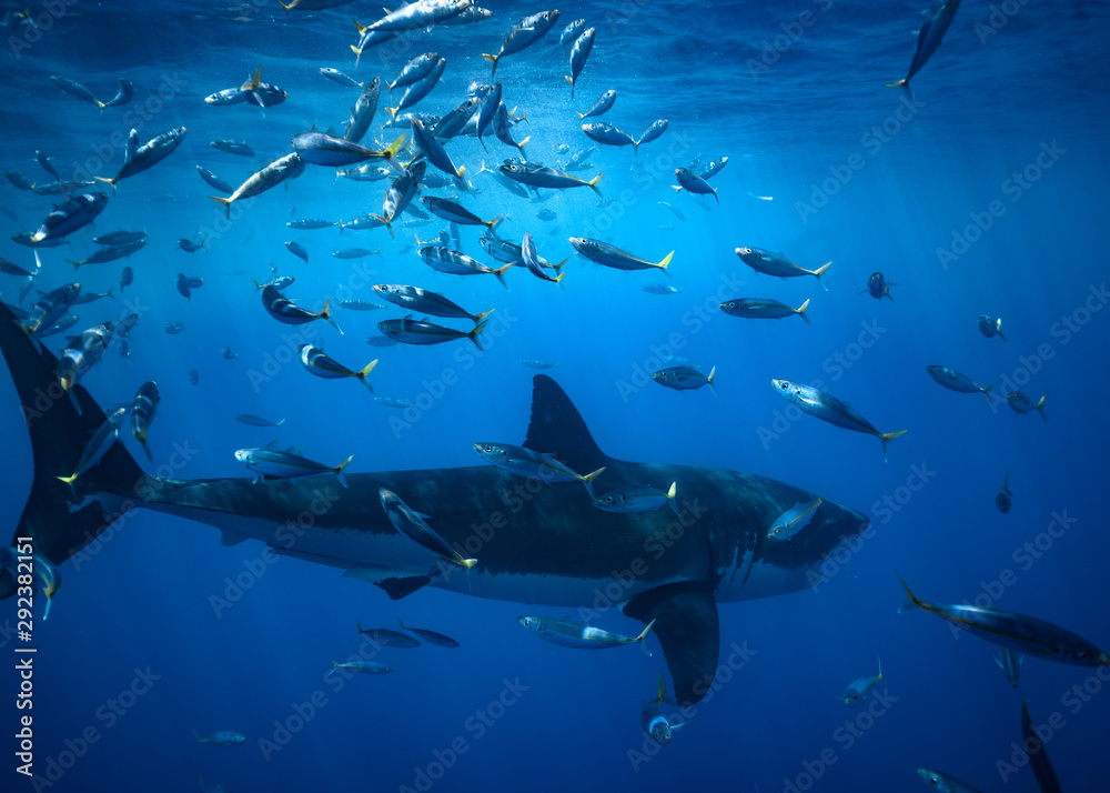 Naklejka premium Great White Shark at Guadalupe Island, Baja California, Mexico.
